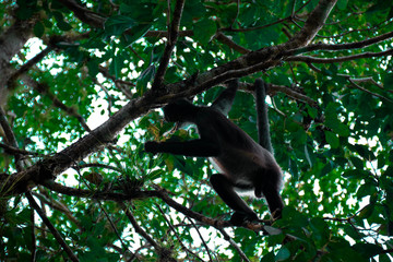 Spider monkey swinging in the trees of the jungle in Guatemala