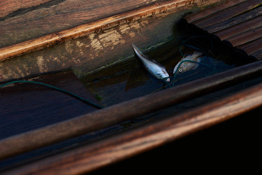 Detail of fish catch on the boat in Inle Lake, Myanmar.