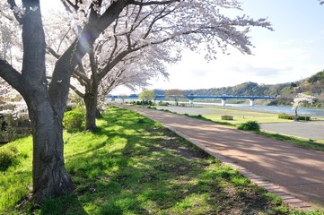 桜咲く相模川