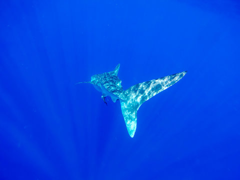 Whale Shark