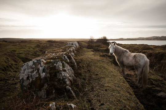 Irish Pony on the Moor