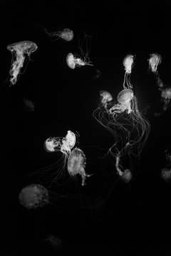 jellyfish floating in the water