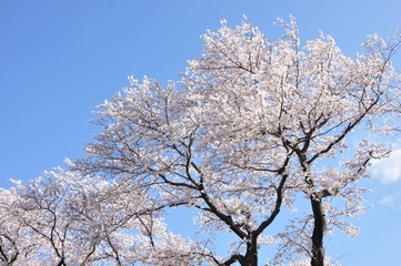 青空に桜の花