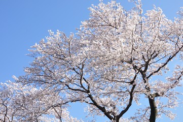 青空に桜の花