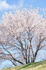 Fototapeta na wymiar 青空に桜の花