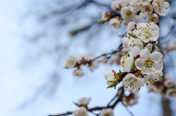 Fototapeta premium cherry blossom