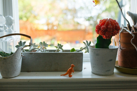 Window sill with plants and toy dinosaur