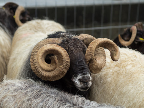 ram with huge horns