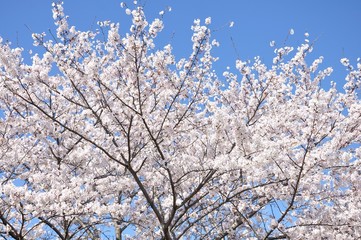 満開の桜