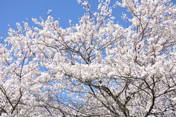 満開の桜