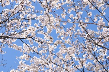 満開の桜
