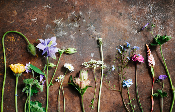 Flowers from an English garden . May.