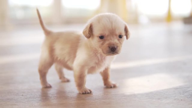 A cute homeless puppy makes the first attempts to go. Little puppy pooch wags its tail