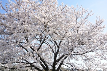 満開の桜