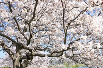 満開の桜