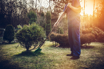 Raking grass in the garden. The man fertilizes the soil in the garden, preparing for work on the...