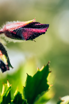 Macro view of a flower