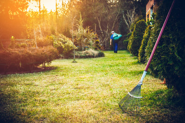 Raking grass in the garden. The man fertilizes the soil in the garden, preparing for work on the...