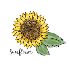 Hand drawn isolated illustration. Colorful summer sketch, watercolor style. Bright and blurred sunflower with leaves. inscription sunflower. big yellow flower