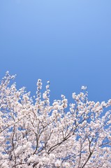 青空に咲くさくら
