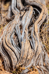 Nearly dead old dry tree stem at Yardie Creek in Cape Range National Park Australia