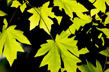 Green maple leaves against black background