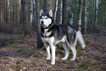 Dog breed Siberian Husky in the spring forest