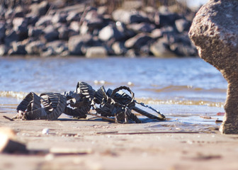 Metal debris on the sea shore, the ecological crisis