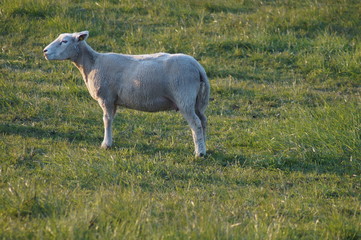 Deischschaf