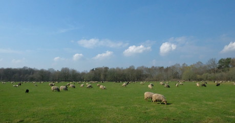 Obraz premium Flock of sheep grazing on a meadow in flat Dutch landscape with trees on the horizon.