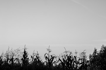 Obraz premium silhouette of grass on background of sunset