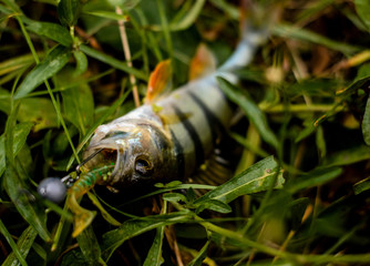 caterpillar on a leaf