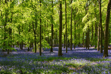 Bluebell wood in UK