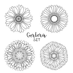 Set of 4 Open petals daisy head flower. Floral Botany drawings. Black and white line art. Gerbera daisy Sketch illustration. Element for design on for greeting cards, wedding invitations, mother's day