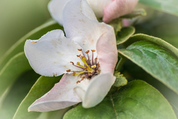 Blossom of quince or cydonia oblonga in a spring. Macro shot.