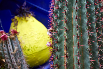 cactus thorny succulent plant