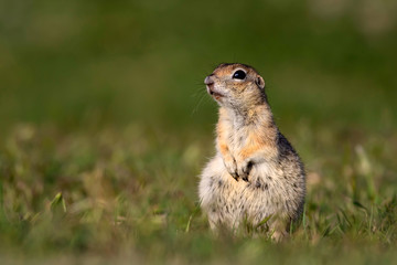 Naklejka na ściany i meble Cute animals. European Ground Squirrel. Green nature background. European ground squirrel.