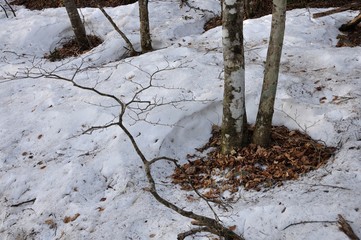 雪解け進む森林