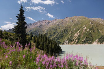 Sage flowers on the background of beautiful grass mountains and river