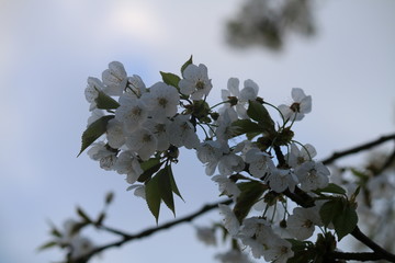 frühlingsblume