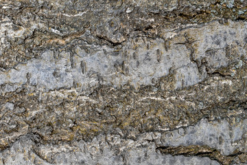 wallpaper tree bark texture