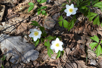 Anemone nemorosa: white first flowers of forest.