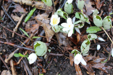 Bloodroot wildflower after a spring rain at Somme Woods Forest Preserve in Northbrook, Illinois