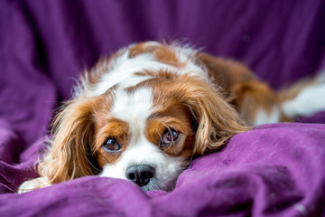 Cavalier King Charles Spaniel auf Lila Decke 
