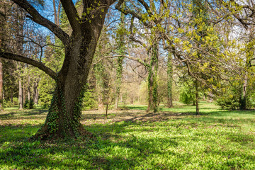 Green park during spring. Green meadow of grass and tree