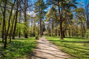 Obraz premium Green park during spring. Green meadow of grass and tree