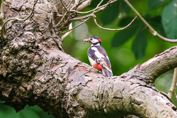 Greater Spotted Woodpecker (Dendrocopos major)