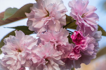 Beautiful pink blossom flower on a tree in a spring