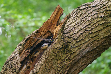 Fototapeta premium Wood Nuthatch (Sitta europaea)