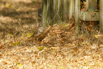 Mistle Thrush (Turdus viscivorus)
